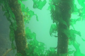 酒田北港藻場を守る活動  アオサ