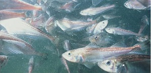 ハタハタを守る活動