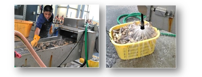 ｔ牡蠣について